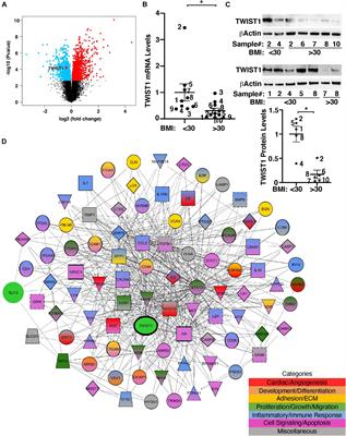 Obesity Inhibits Angiogenesis Through TWIST1-SLIT2 Signaling